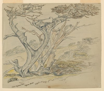 Study of Old Cypress Trees, Cypress Point by Samuel Colman