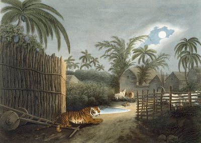 A tiger prowling through a village, from 