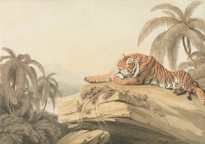 A Tiger Resting: the Frontispiece for "Oriental Field Sports" by Samuel Howitt