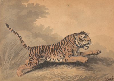 A Tigress Leaping to the Right by Samuel Howitt