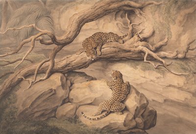 Leopards at Play Among Fallen Trees and Rocks by Samuel Howitt