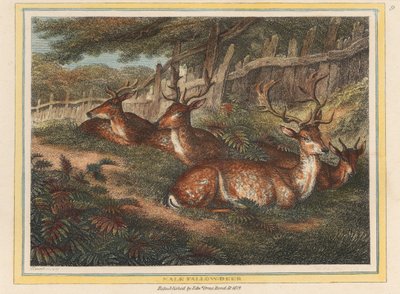 Male Fallow Deer by Samuel Howitt