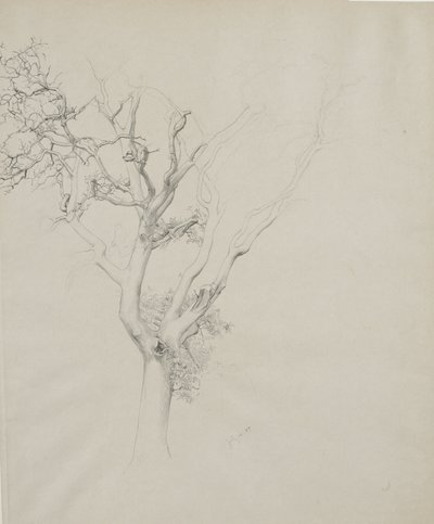 Tree study by Samuel Isham