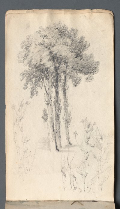 Sketchbook: Tree Study by Samuel Prout