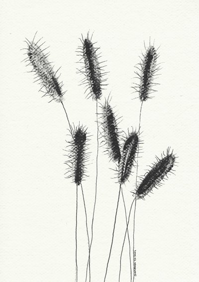 Delicate Spiked Grass by Santhosh ch