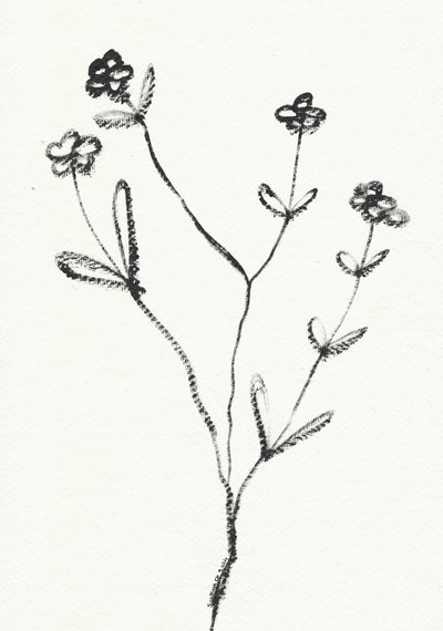 Minimalist Botanical Drawing by Santhosh ch