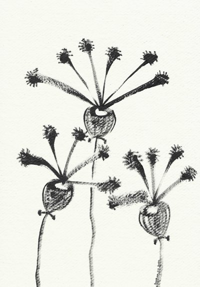 Minimalist Botanical Drawing by Santhosh ch