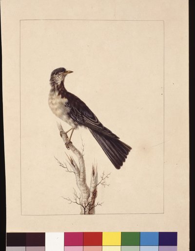 Port Jackson Thrush. Now known as a Grey thrush spotted quail thrush? by Sarah Stone