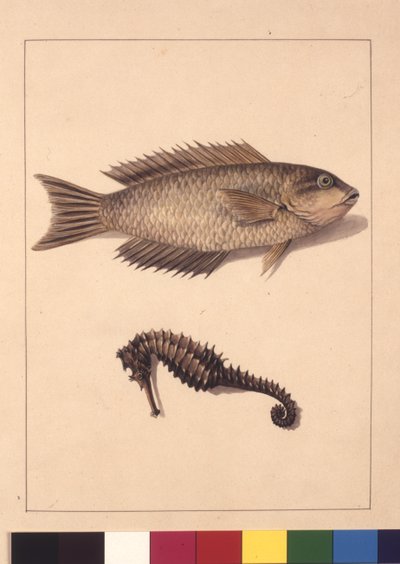 Cyprinaceous Labrus and Hippocampus. Now Known as Wrasse or Parrot, Fish and Sea Horse by Sarah Stone