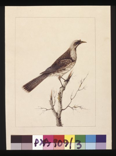 Knob, Fronted Bee Eater, now known as a Friar bird by Sarah Stone
