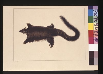 Page 4. Hepoona Roo: Signed l.l. outside frame line S. Smith. Now known as a Greater glider possum, c.1789-90 by Sarah Stone