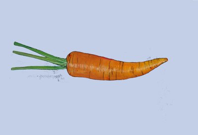 Carrot, 2007 by Sarah Thompson Engels