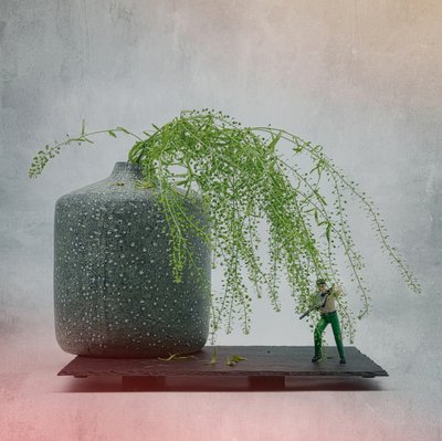 Miniature Soldier Plant by Saskia Dingemans