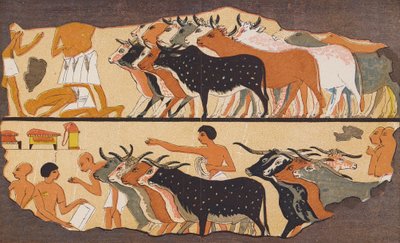 Cattle, ancient Egypt by School Egyptian