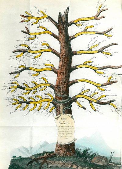Dermatosis Tree by School French