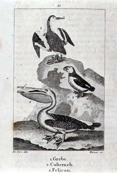 Grebe, Culterneb and Pelican from A History of the Earth and Animated Nature, London 1816 by School Spanish