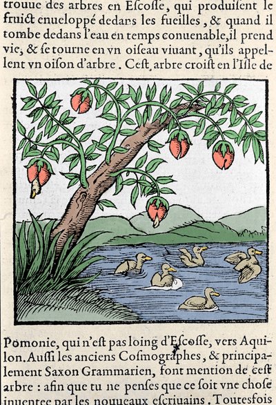 Representation of Birds Born in Trees (xylography) from Sebastien Munster