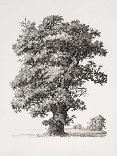 Tree Studies After Nature With Regard To Landscape Drawing by S.h. Petersen