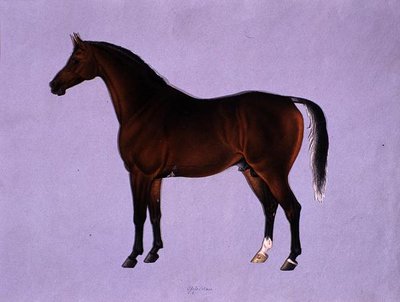 Oppidan, c.1840 by Shaik Muhammad Amir of Karraya