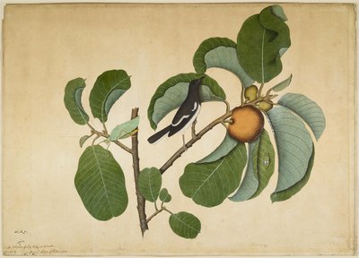 Oriental Magpie Robin with Katydid and Leaf Hopper on Monkey Jack Branch, folio from a Series Commissioned by Lady Impey by Shaikh Zain ud Din