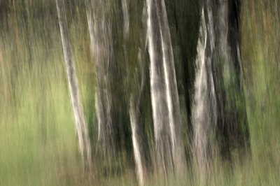 Blurred Forest Serenity by Sheila Bernard