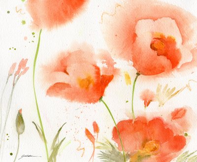 Soft Coral Poppies by Sheila Golden