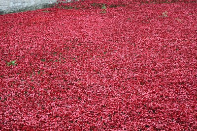 Blood Swept Lands and Seas of Red, Tower of London by Sheldon Marshall