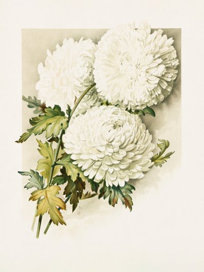 Chrysanthemums for Christmas Eve by Sidney Thomas Callowhill
