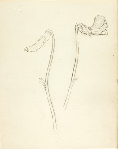 Closed and Open Flower by Solon H. Borglum