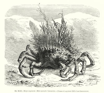 European spider crab (Maja squinado) by Spanish School