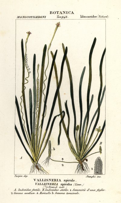 Tape grass or eel grass, Vallisneria spiralis by Stanghi Stanghi