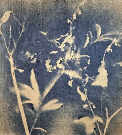 Blue Botanical Silhouette by Stefano Mazzolini