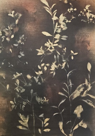 Dark Botanical Silhouettes by Stefano Mazzolini
