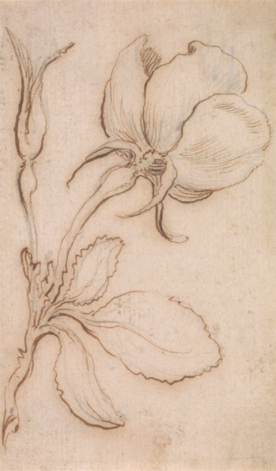 A Study in Pinks and Roses by Stefano della Bella