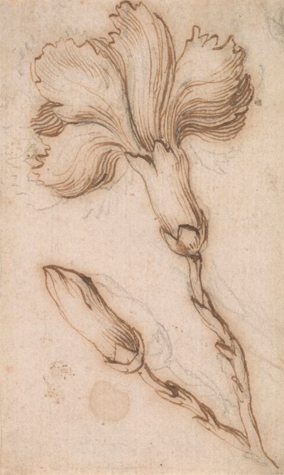 A Study of Pinks and Roses by Stefano della Bella
