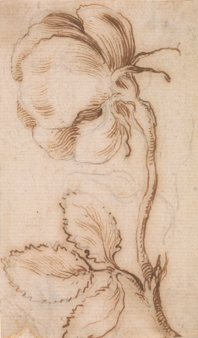 A Study of Pinks and Roses by Stefano della Bella