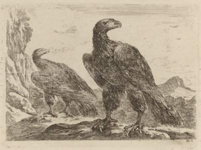 Two Eagles, Both with Heads Turned to the Right by Stefano della Bella