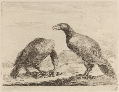 Two Eagles, One Eating a Small Lamb by Stefano della Bella