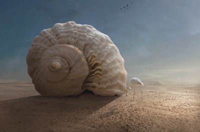 Flamingo and Giant Shell by Sulaiman Almawash