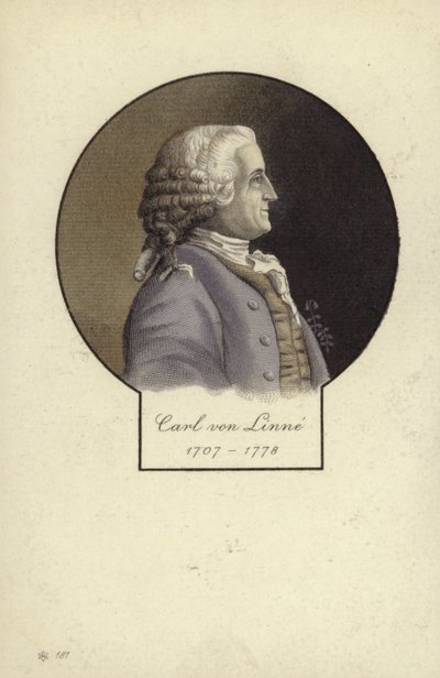 Carl Linnaeus, Swedish botanist and zoologist by Swedish School