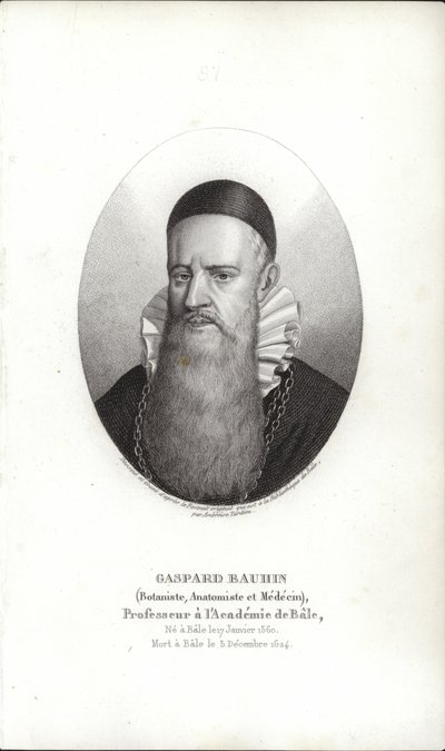 Gaspard Bauhin by Swiss School