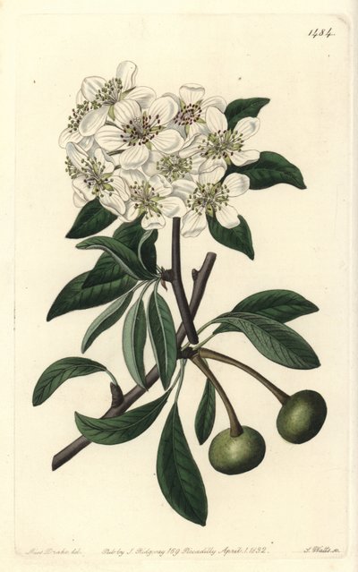 Almond-leaved Pear - Almond-leaved Pear, Pyrus amygdaliformis (Snow Pear, Pyrus nivalis). Handcoloured copperplate engraving from Sydenham Edwards