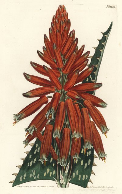 Soap or Zebra Aloe by Sydenham Teast Edwards