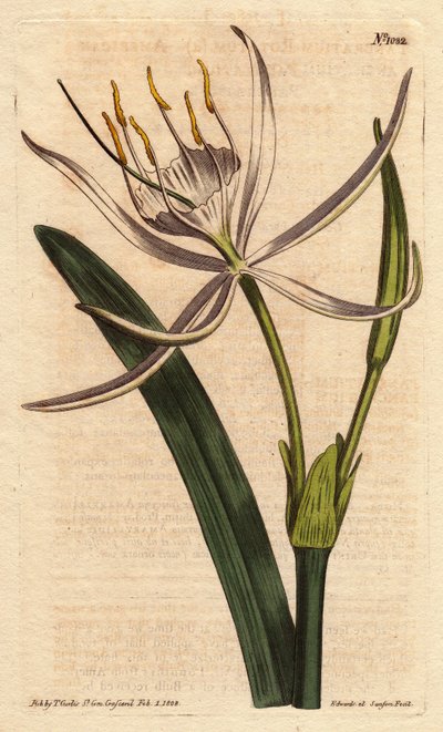 American pancratium with white fragrant flowers. Pancratium rotatum. by Sydenham Teast Edwards