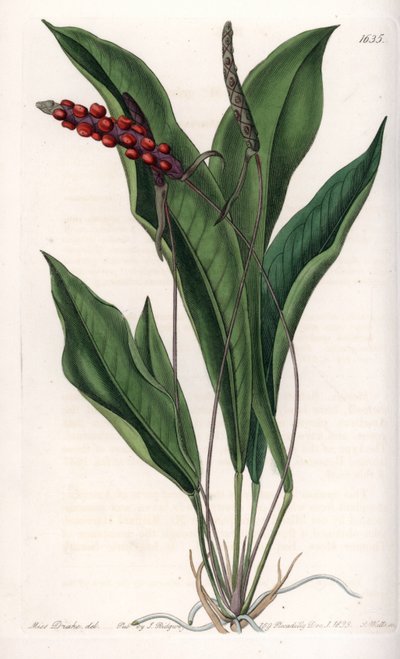 Anthurium Gracile by Sydenham Teast Edwards