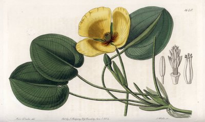 Aquatic Poppy by Sydenham Teast Edwards