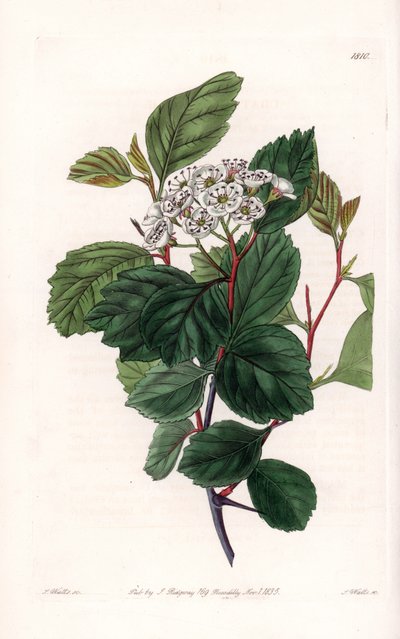 Hawthorn or White Thorn, Native of North America by Sydenham Teast Edwards