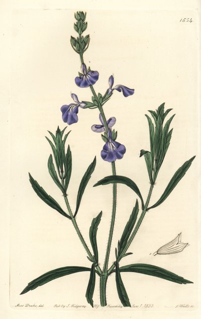 Blue Sage by Sydenham Teast Edwards
