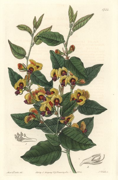 Bossiaea with Grade Flowers, Australian Origin by Sydenham Teast Edwards