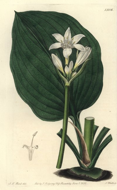 Brisbane lily, Proiphys cunninghamii by Sydenham Teast Edwards